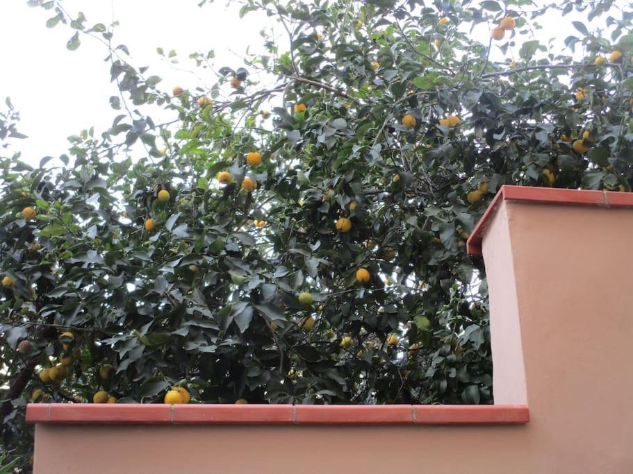 Il Piccolo Eden - Private Garden Leilighet Livorno Eksteriør bilde