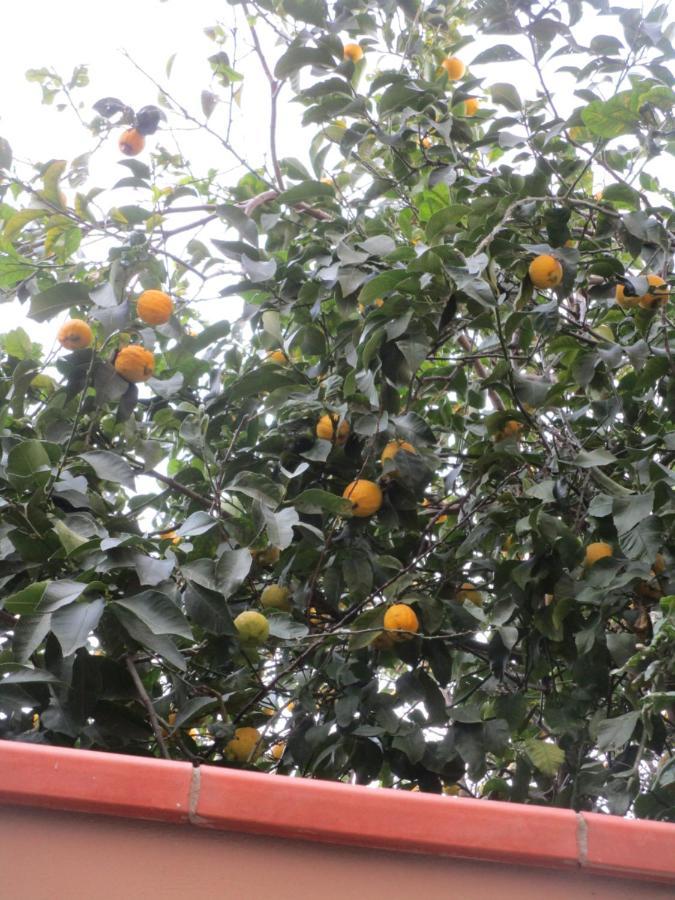 Il Piccolo Eden - Private Garden Leilighet Livorno Eksteriør bilde